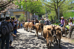 毎年恒例「神津牧場花まつり」