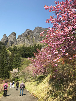 妙義山「さくらの里」でＰＲイベント開催