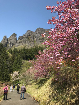 妙義山「さくらの里」でＰＲイベントが開催されます