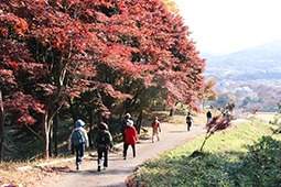 甘楽町発足60周年記念事業 甘楽もみじウォーク